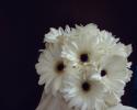 White Gerber Daisy Brides Bouquet