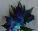 Blue Orchid Boutonniere